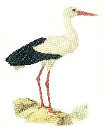 broderna von wrights vit stork oil painting reproduction